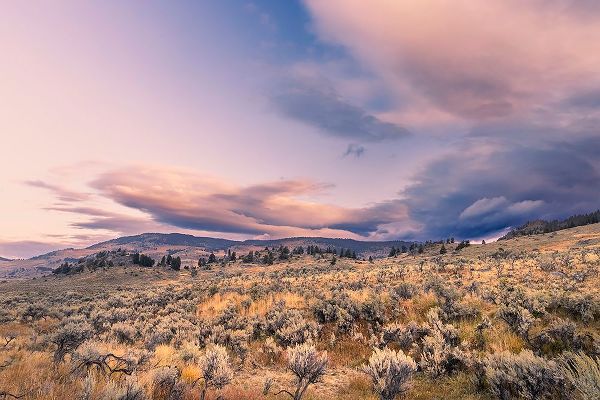 Jones, Adam 아티스트의 Mountain big sagebrush at sunrise-Lamar Valley-Yellowstone National Park-Wyoming작품입니다.